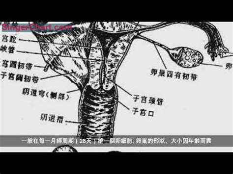 陰地位置|人體解剖學/女性外生殖器及女性尿道